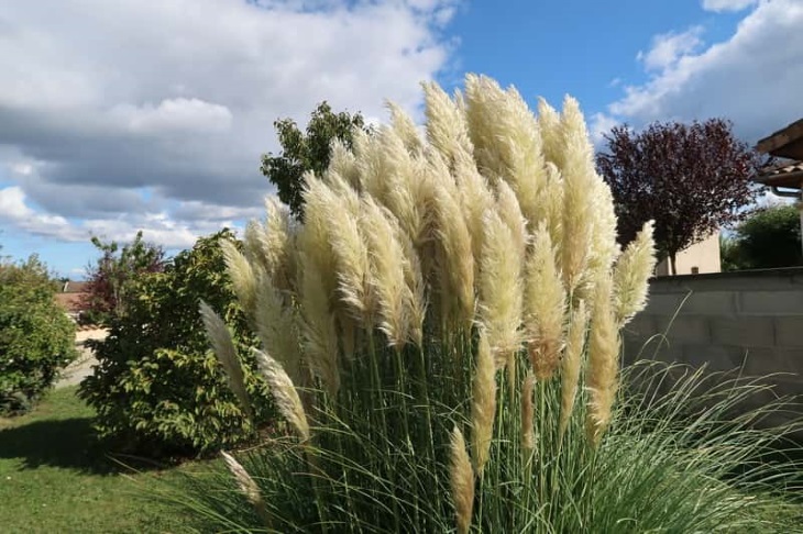 چه زمانی پامپاس گراس را تقسیم بوته کنیم؟